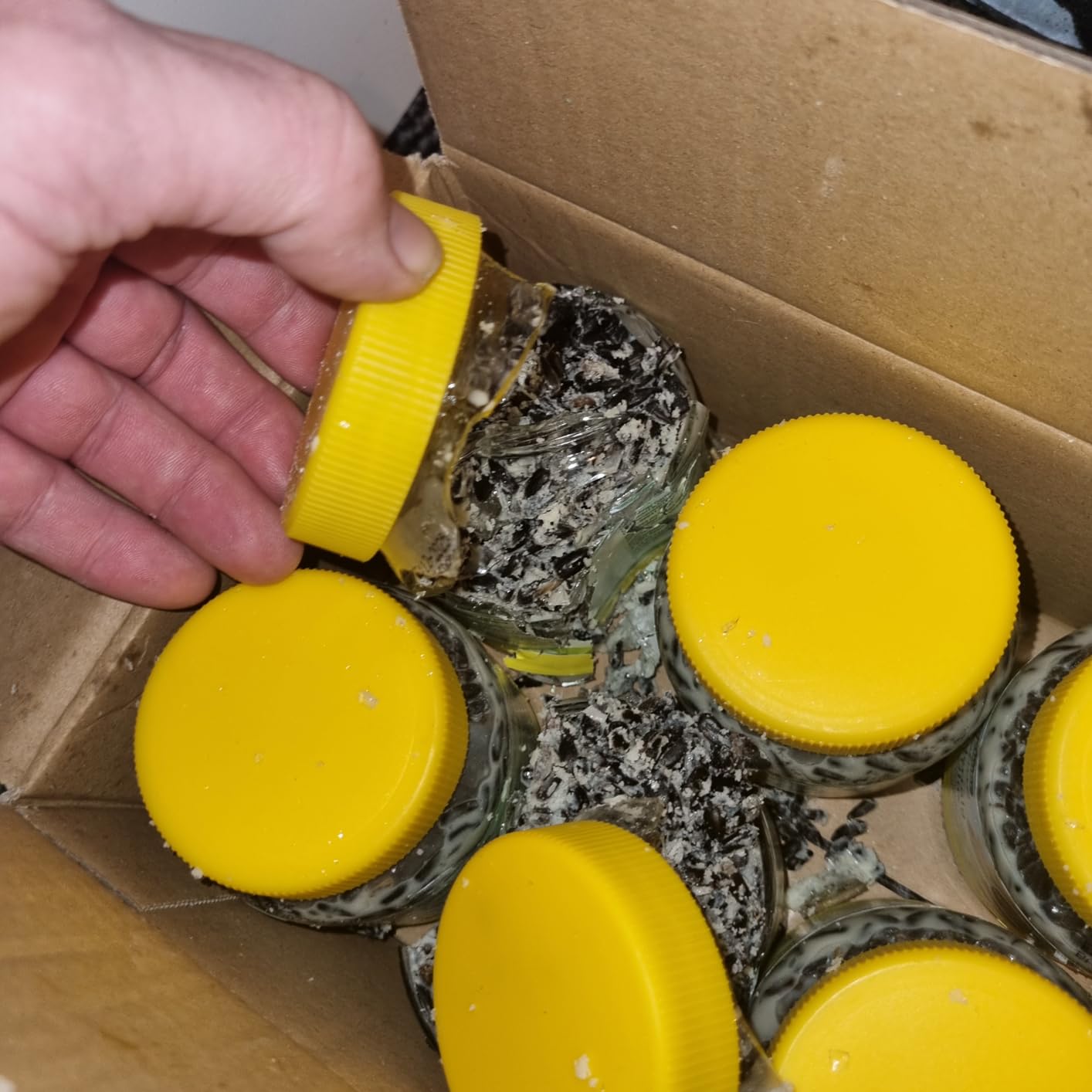 Dehner Natura Wildvogelfutter Rindertalg 8x250g zuckerfrei