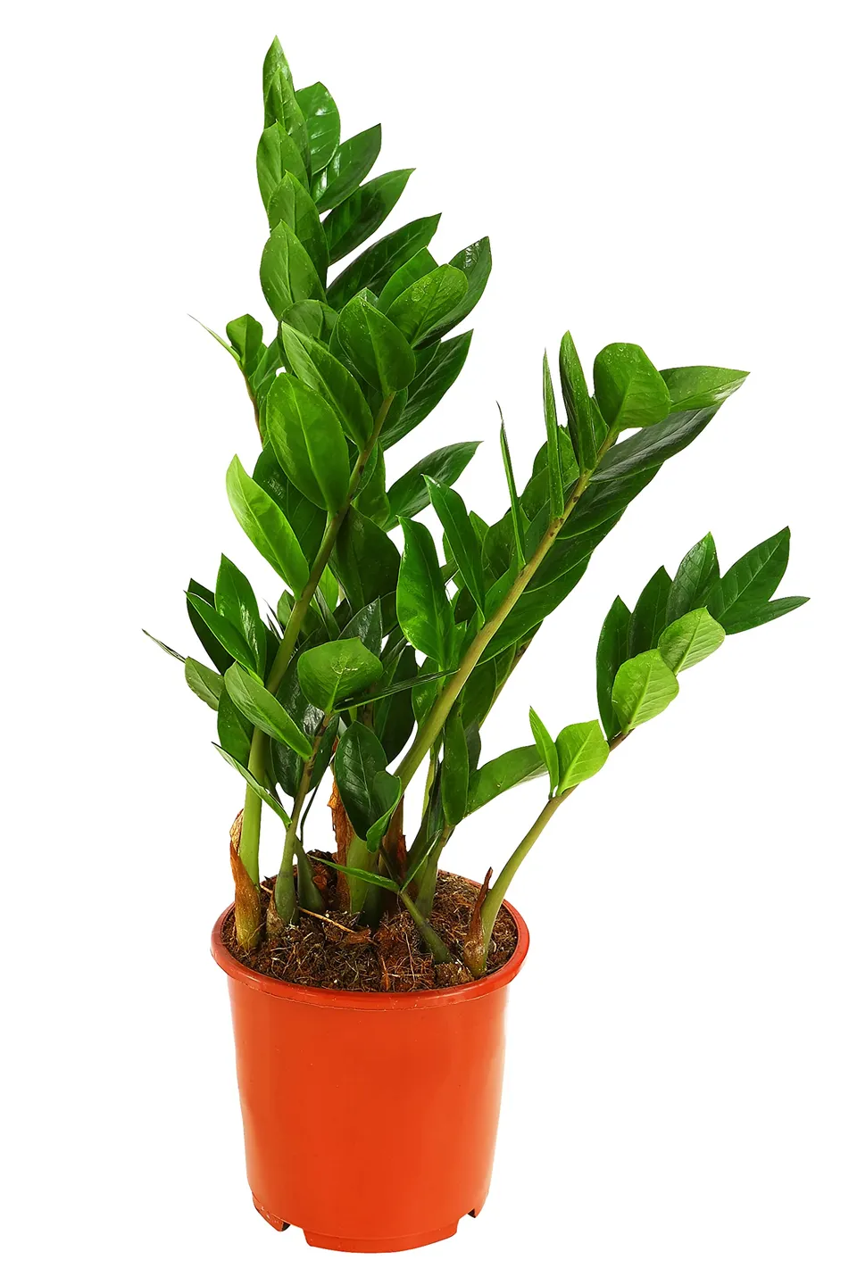 Dehner Glücksfeder 20-30 cm Topf 17 cm pflegeleicht