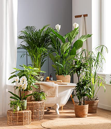 Dehner Lovely Dorado Drachenbaum Zimmerpflanze 120-150 cm 24 cm