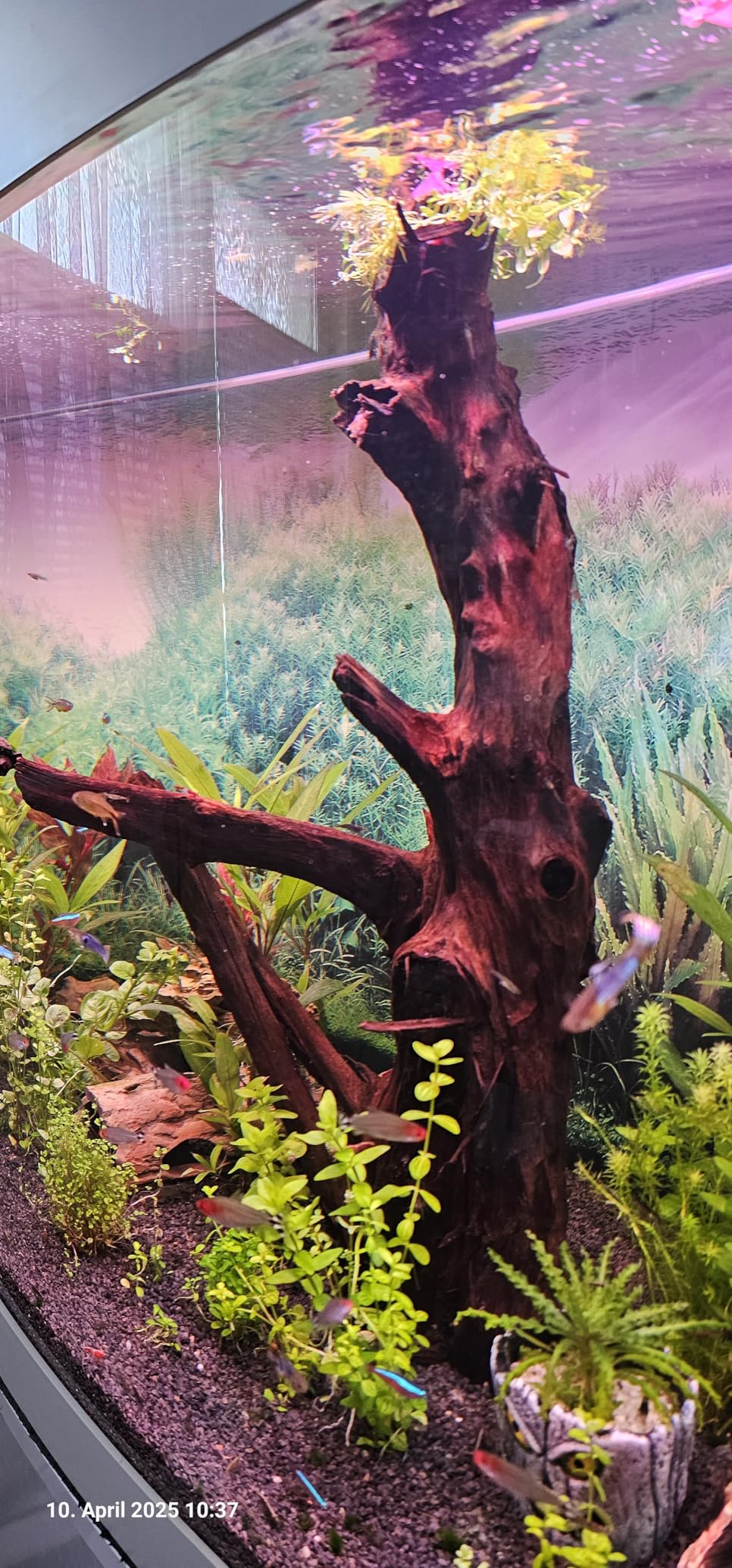 Dehner Aqua Mangrovenwurzel medium Aquariendeko 30-40 cm