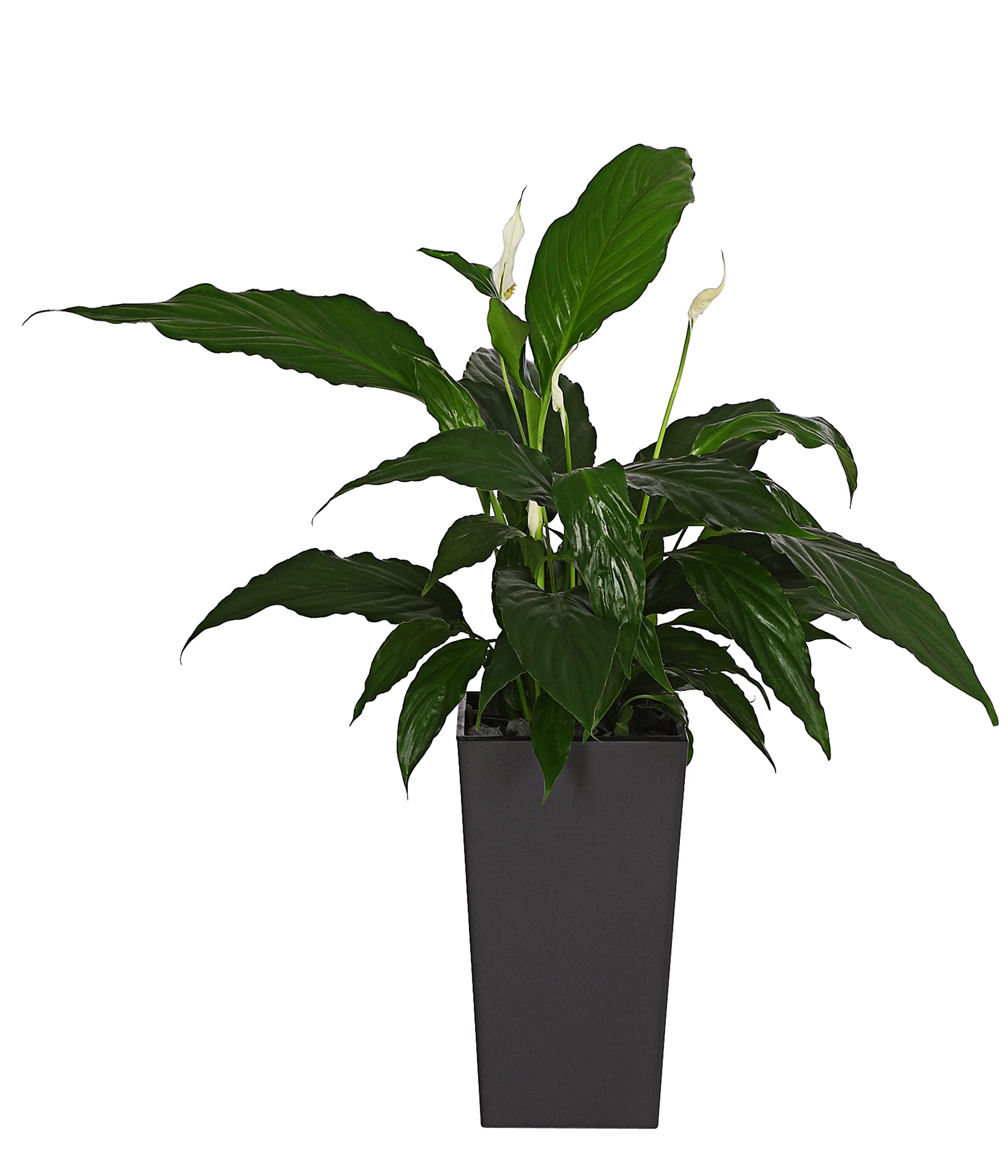 Dehner Elise Pflanztopf Selbstbewässerung schwarz-matt 26 cm