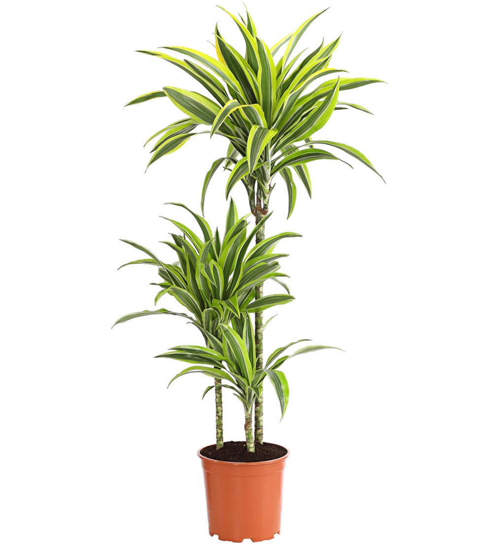 Dehner Lemon Lime Drachenbaum 120-140 cm Topf 24 cm gestreift