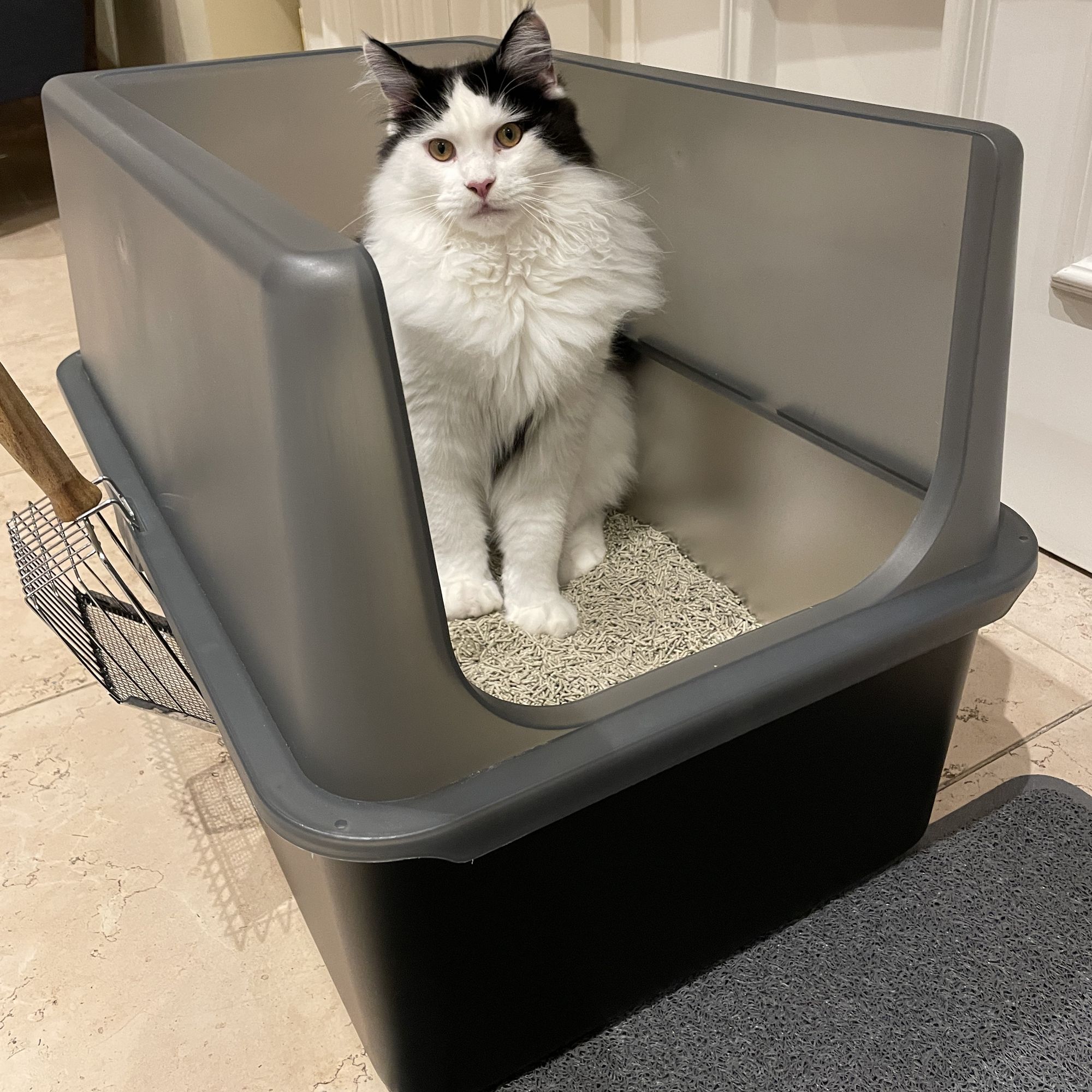 Lucky-Kitty XXL Haube Katzentoilette Schwarz transparent