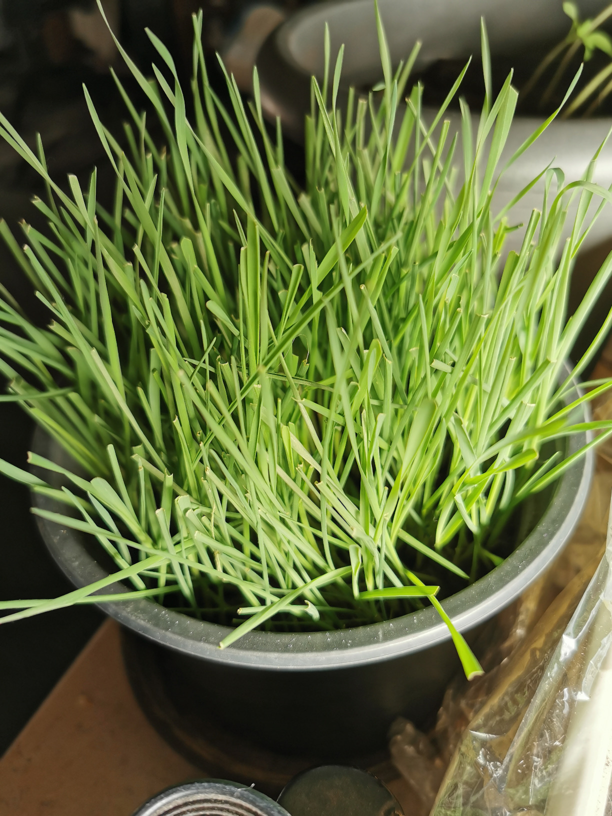 Dehner Lieblinge Katzengras Saatgut 6x100g 600g