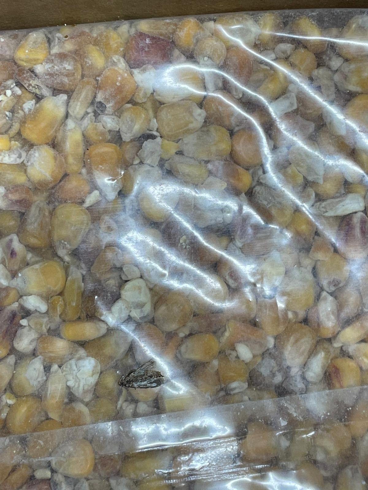 Dehner Körnermais Hühnerfutter Vögel Nager 10 kg