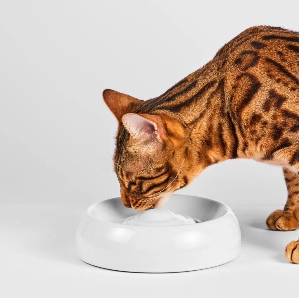 Lucky-Kitty Katzennapf Keramik Futternapf M 18cm schnurrhaar