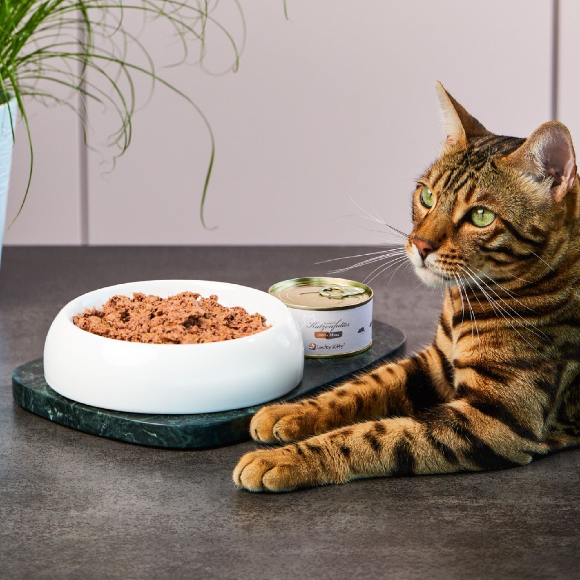 Lucky-Kitty Unsere Bestseller Set Brunnen Napf Futter 7-teilig