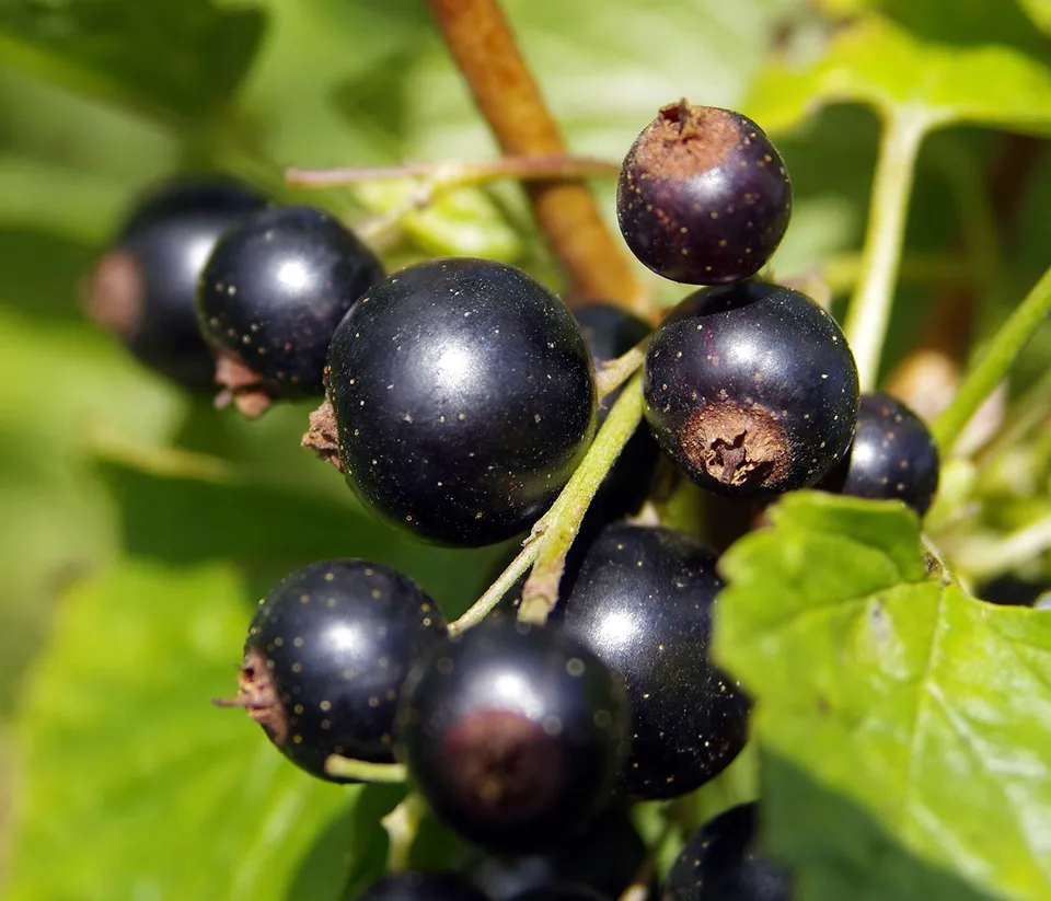 Dehner Schwarze Perle Johannisbeere 70-80 schwarz