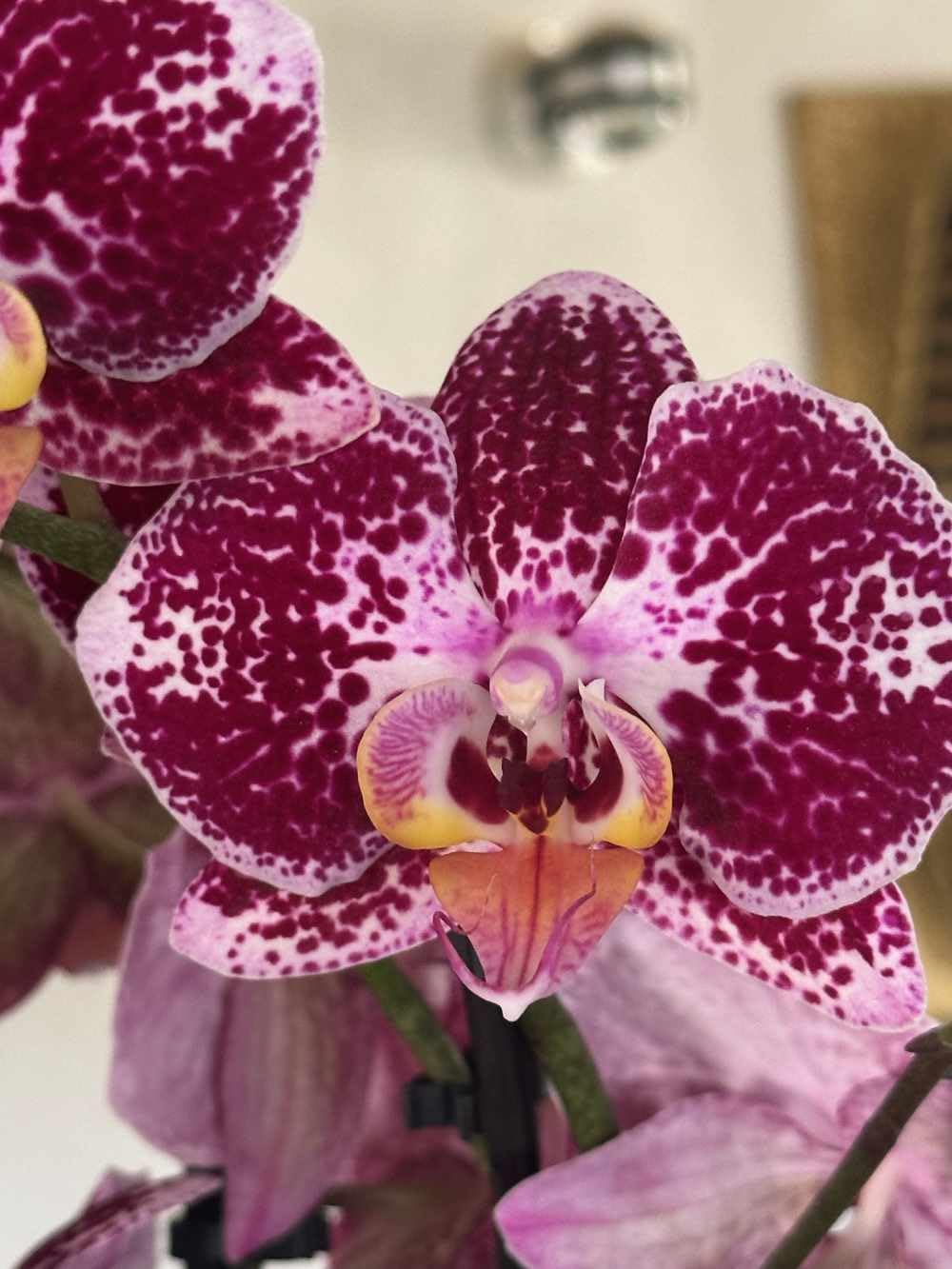 Dehner Orchideendünger Flüssigdünger 500 ml chloridarm