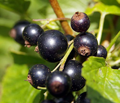 Dehner Schwarze Perle Johannisbeere 70-80 schwarz