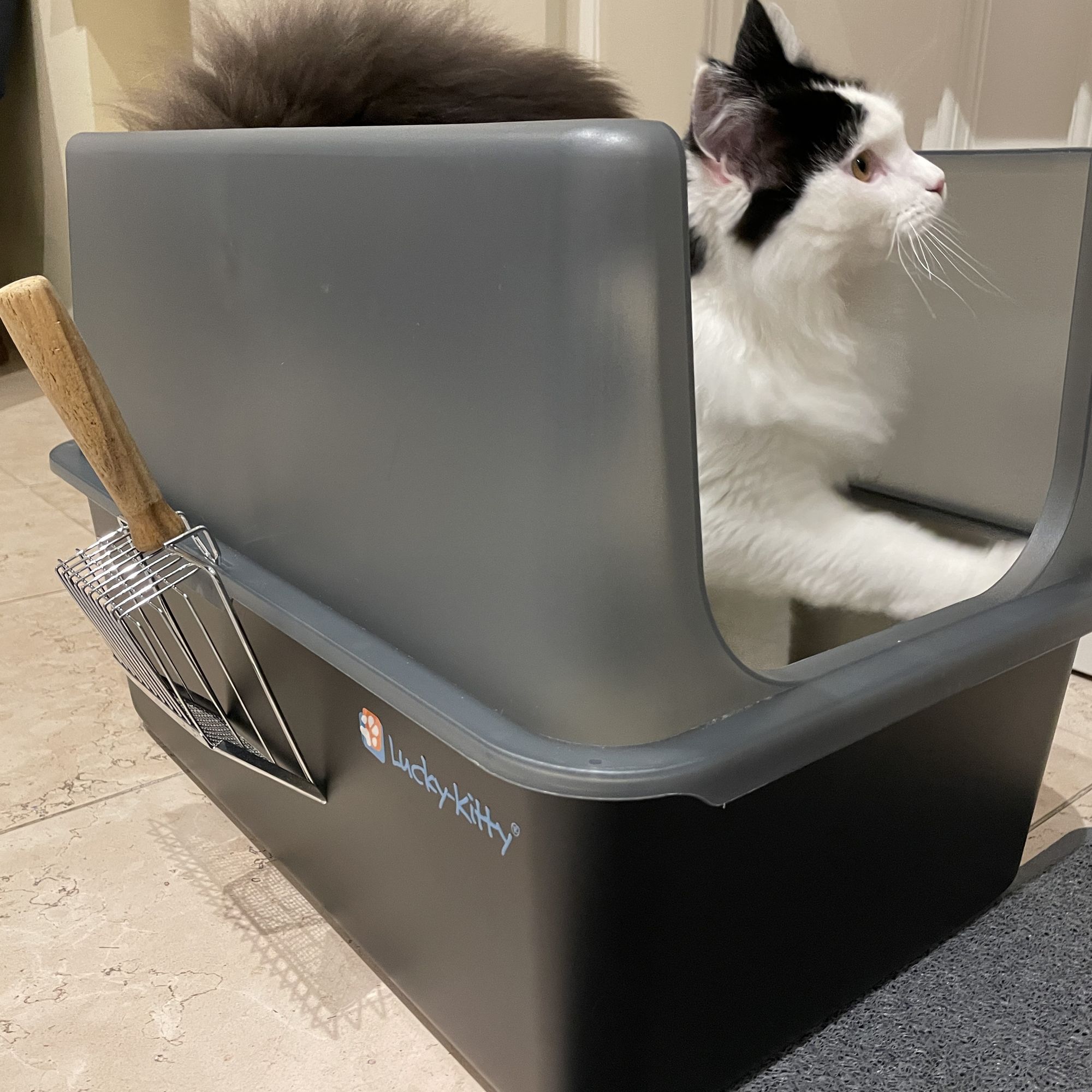 Lucky-Kitty XXL Haube Katzentoilette Schwarz transparent