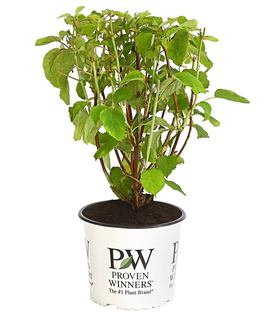 Dehner Strong Annabelle Hortensie creme-weiß 40-50 cm winterhart
