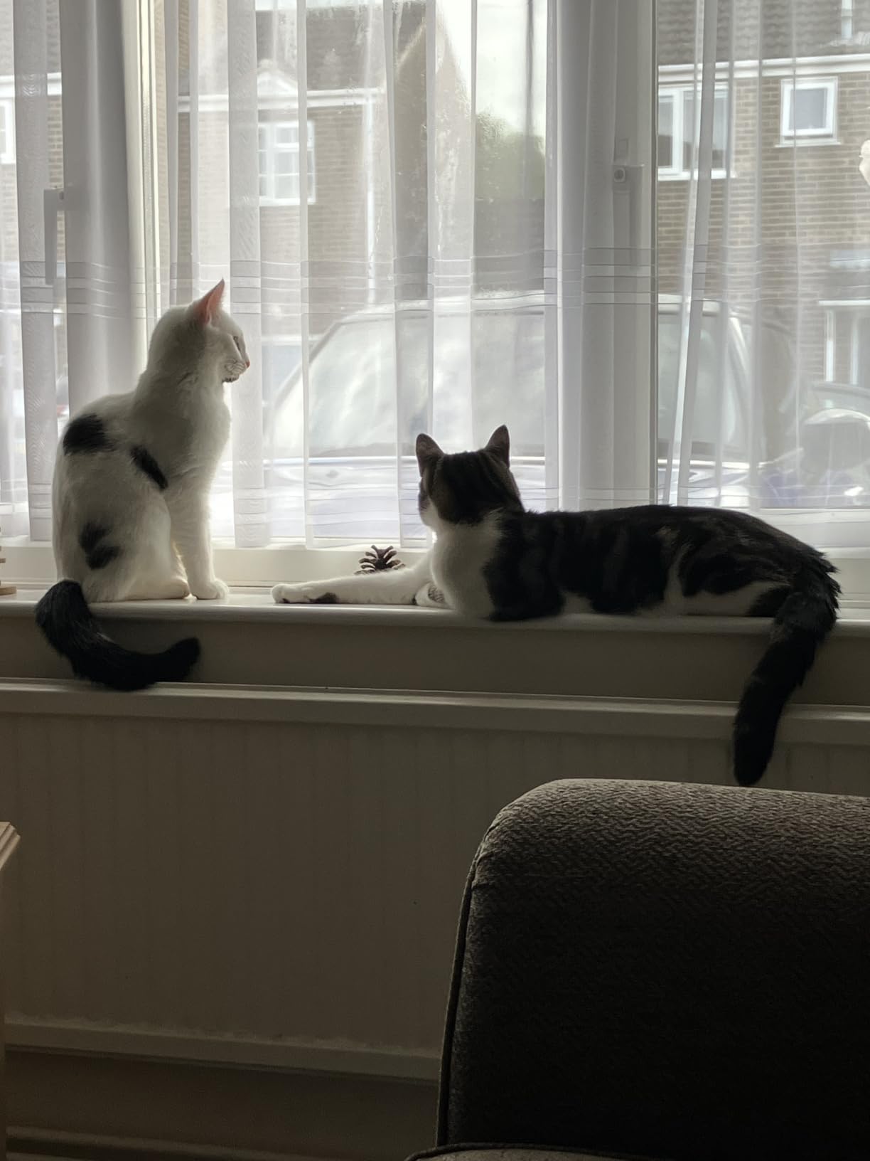 Whiskas Tasty Duo Nassfutter Surf & Turf Gelee 84x85g