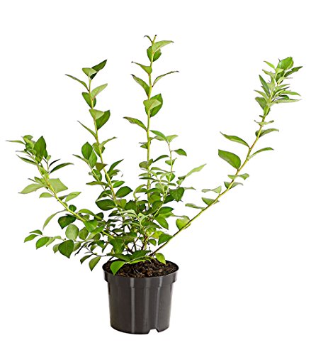 Dehner Reka Heidelbeere 40-60 cm 2 l Topf süss-sauer