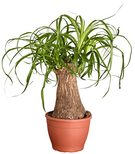 Dehner Elefantenfuß 30-35cm Topf 12cm einetriebig
