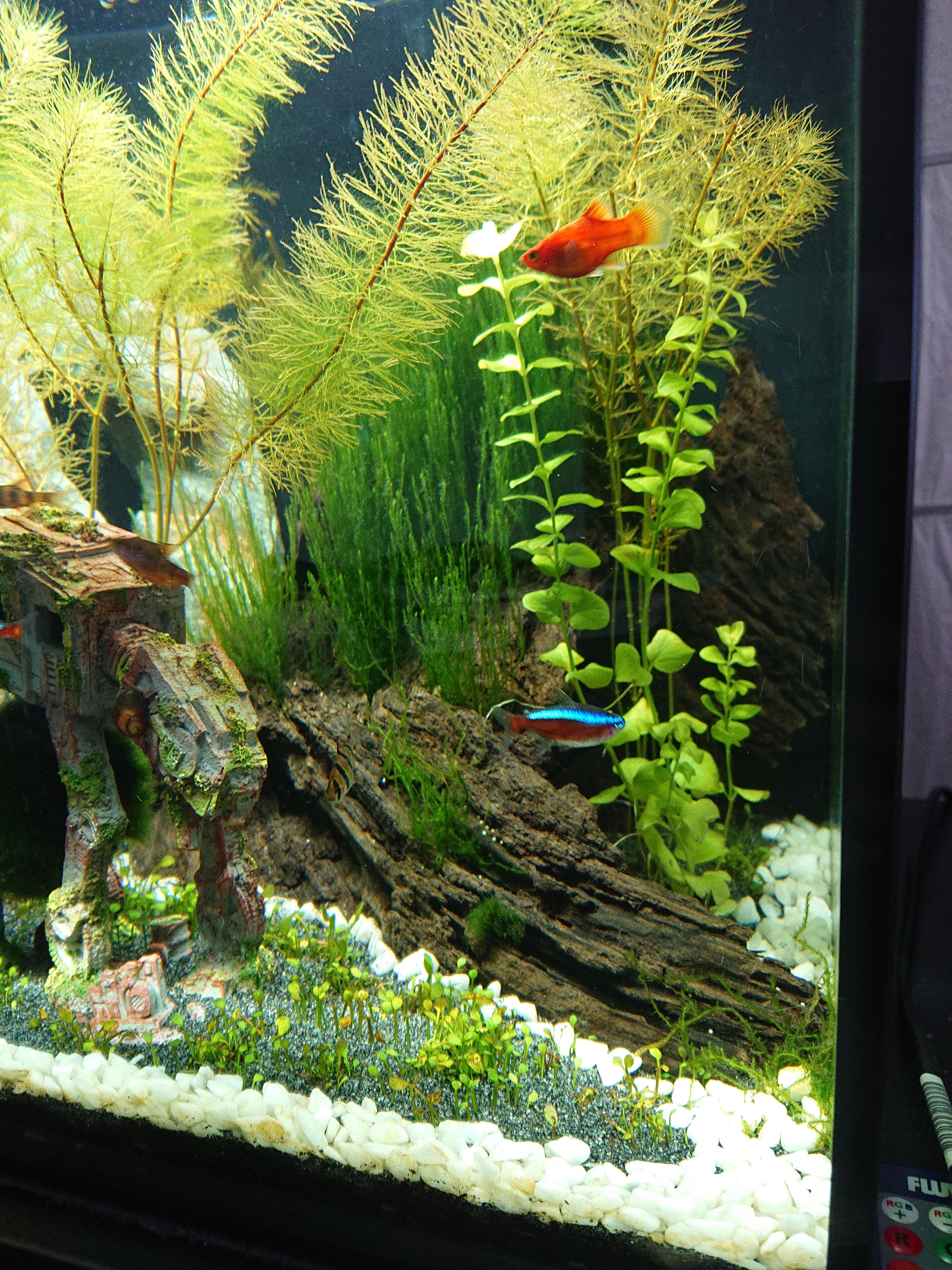 Dehner Aqua Mangrovenwurzel medium Aquariendeko 30-40 cm