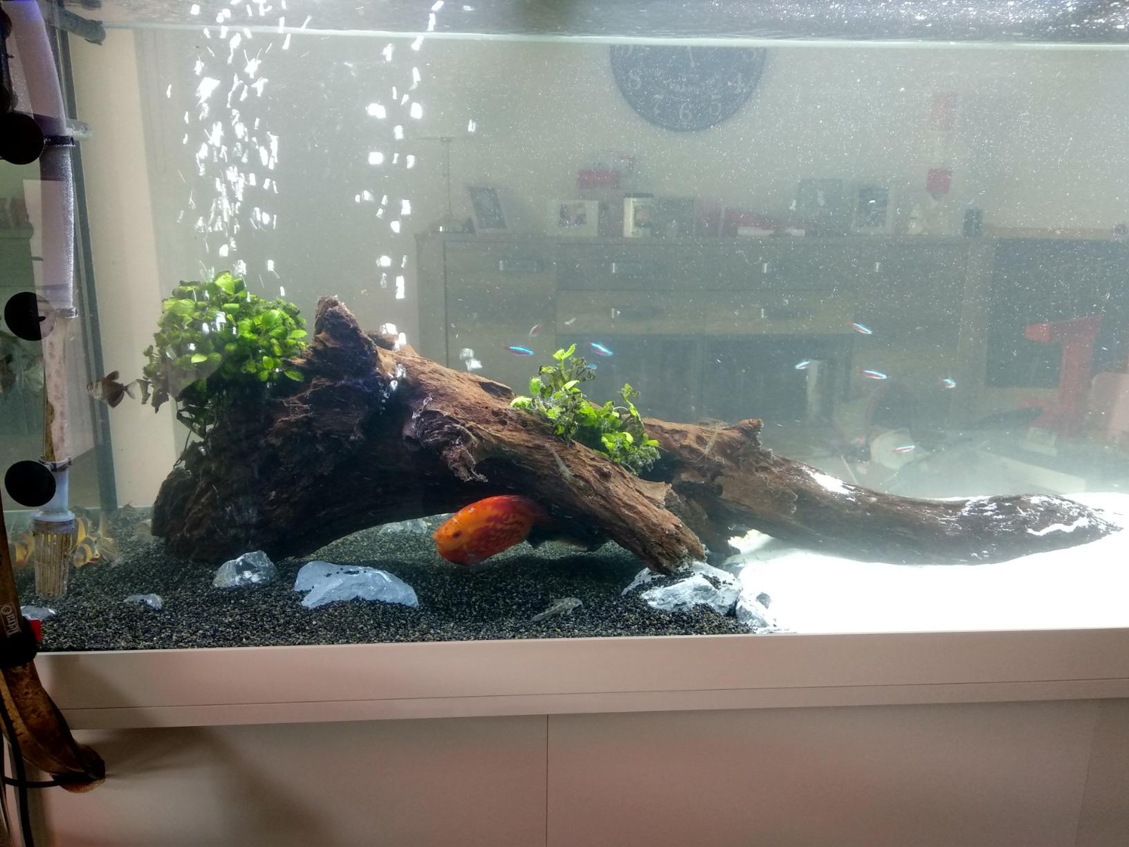 Dehner Aqua Mangrovenwurzel Extra Large Aquariendeko 80-90 cm