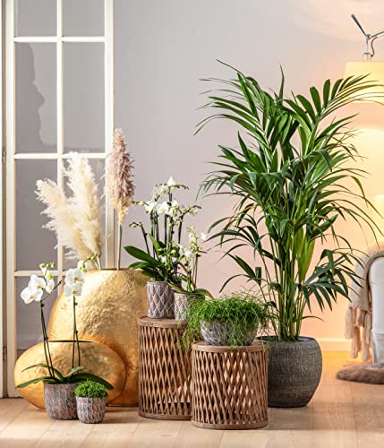 Dehner Premium Lovely Schmetterlingsorchidee Orchidee weiß 25-30 cm