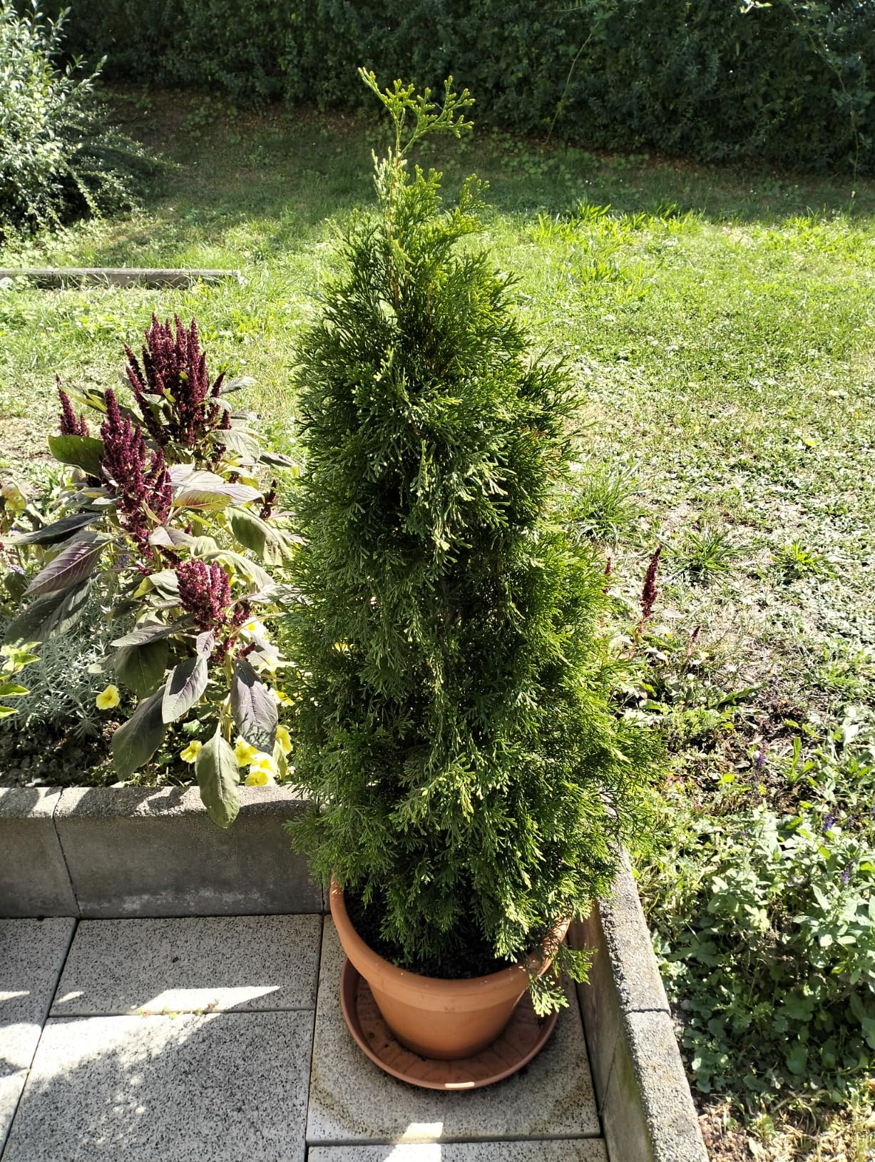 Dehner Bittersalz Flüssigdünger Thuja 3l Magnesiumsulfat