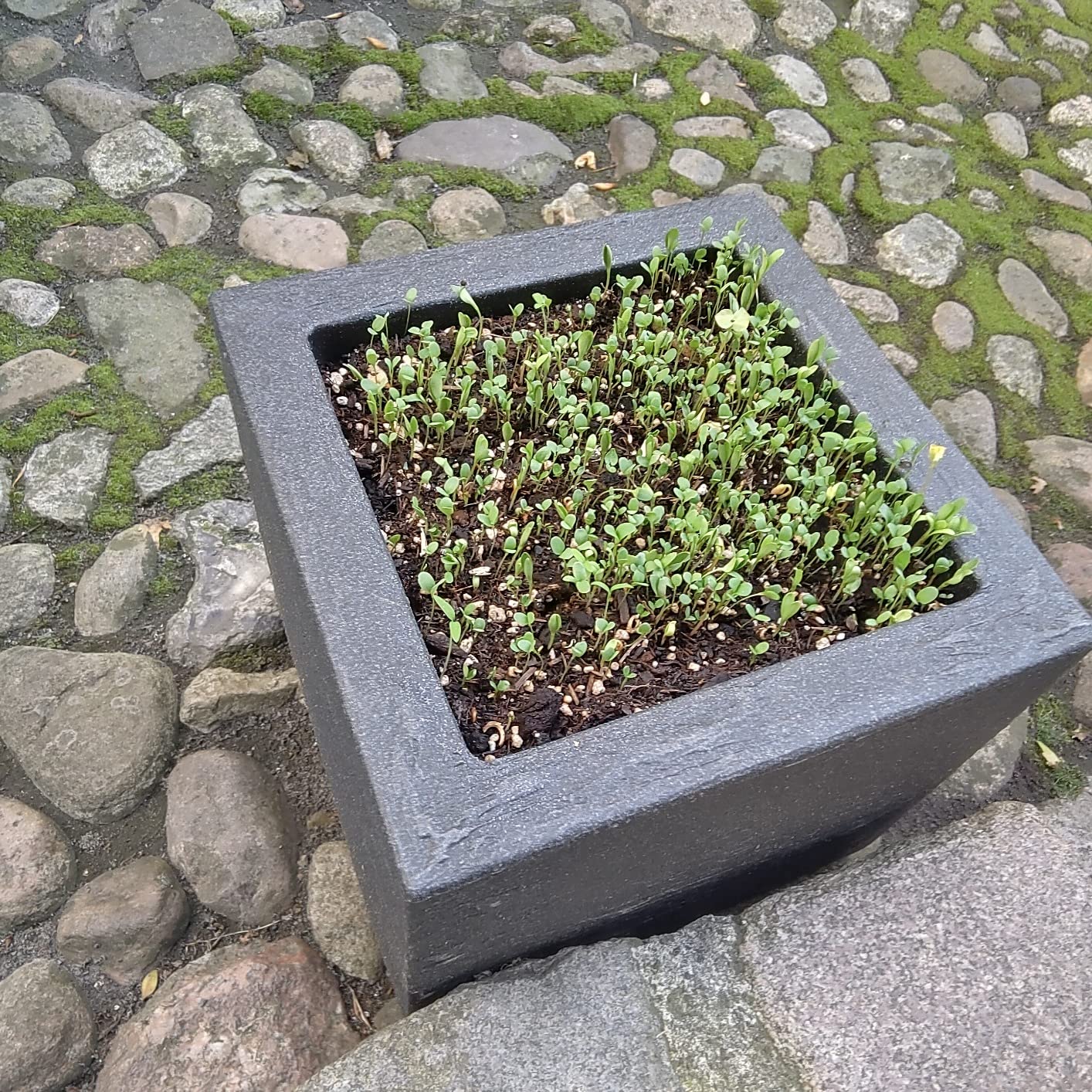 Dehner Palermo Blumenkübel anthrazit 50x50x40cm Kunststoff