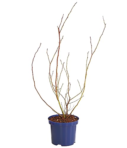 Dehner Gourmet Garten Spartan Heidelbeere 55-65 cm 3 l aromatisch