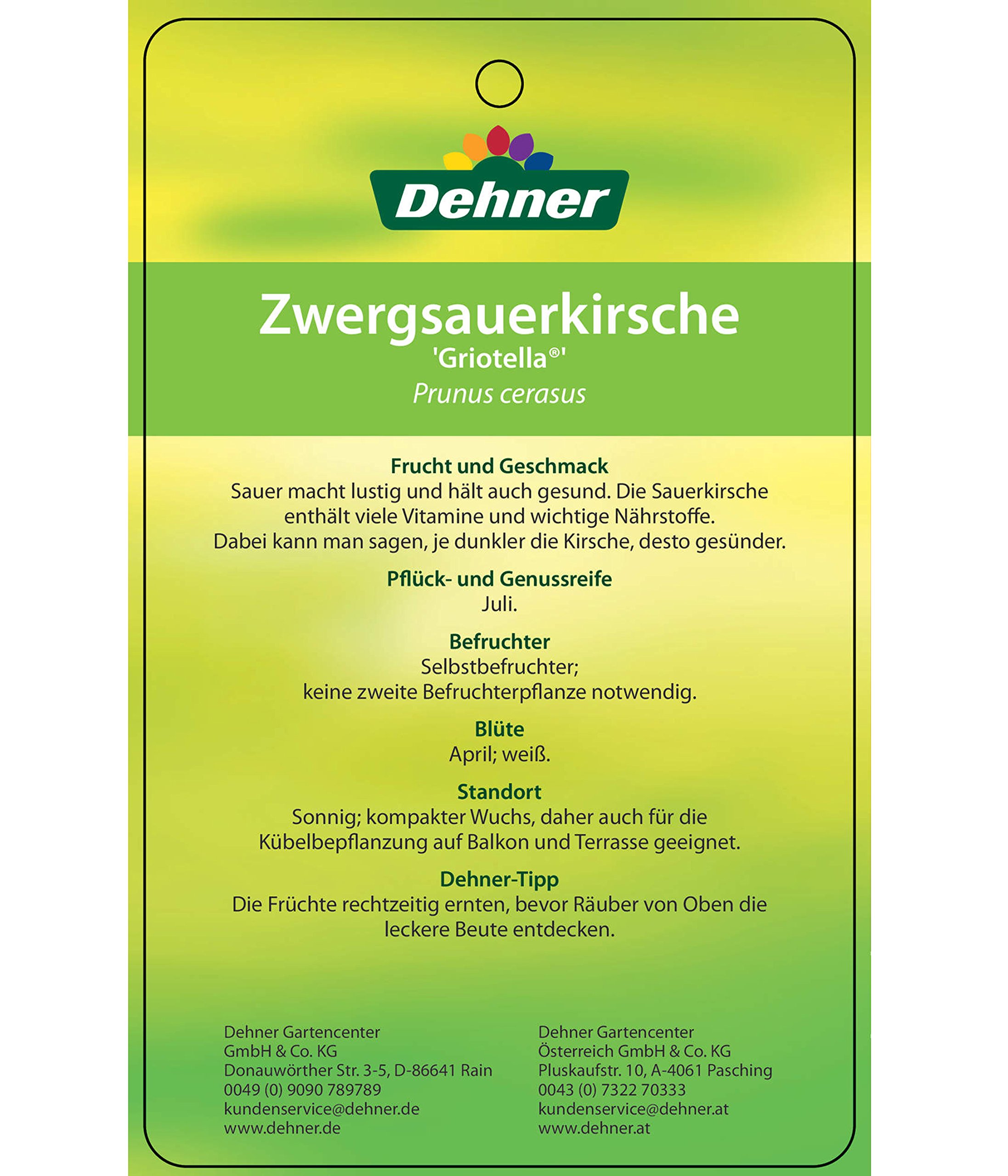Dehner Griotella Zwergkirsche sauer 80-90 cm 6 l