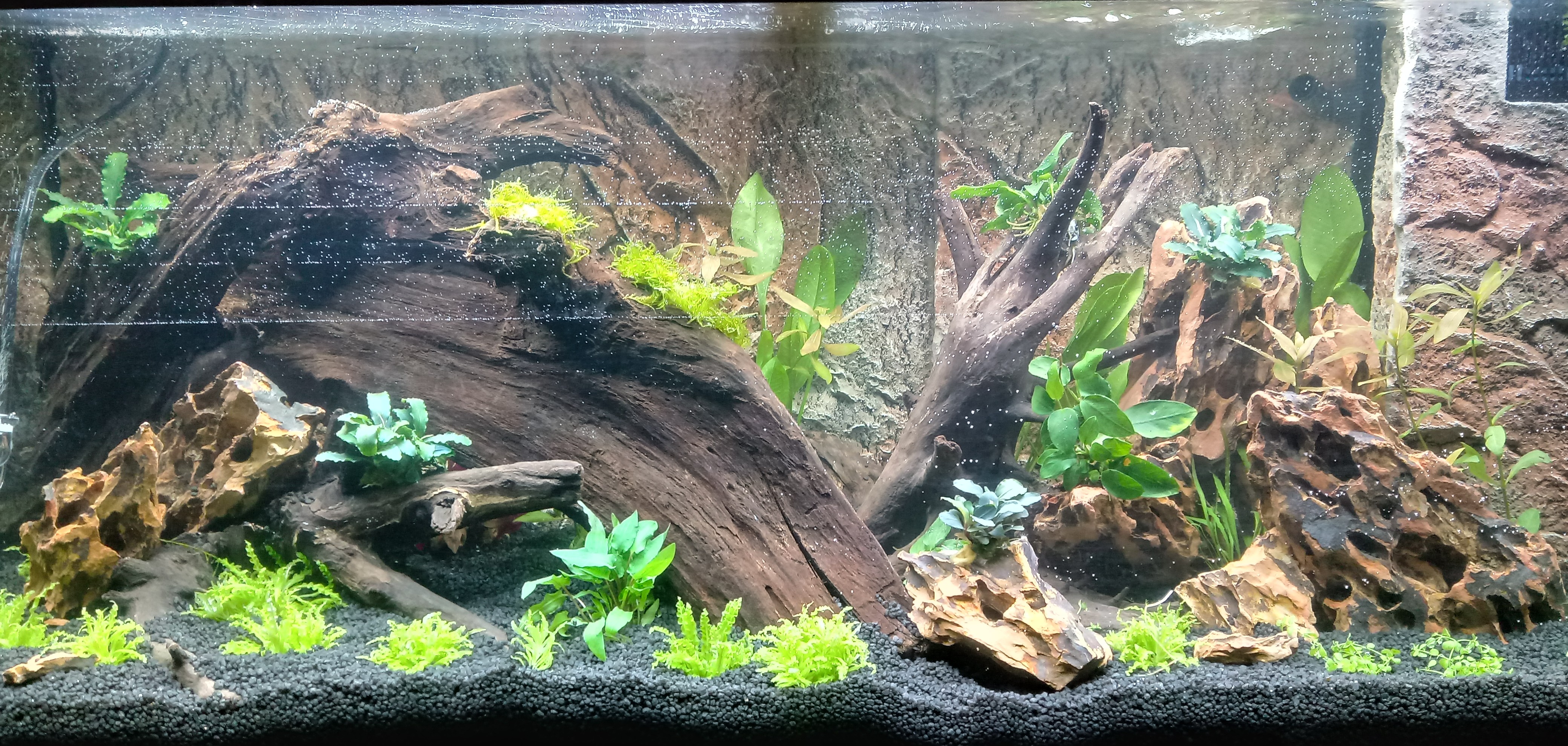 Dehner Aqua Mangrovenwurzel medium Aquariendeko 30-40 cm
