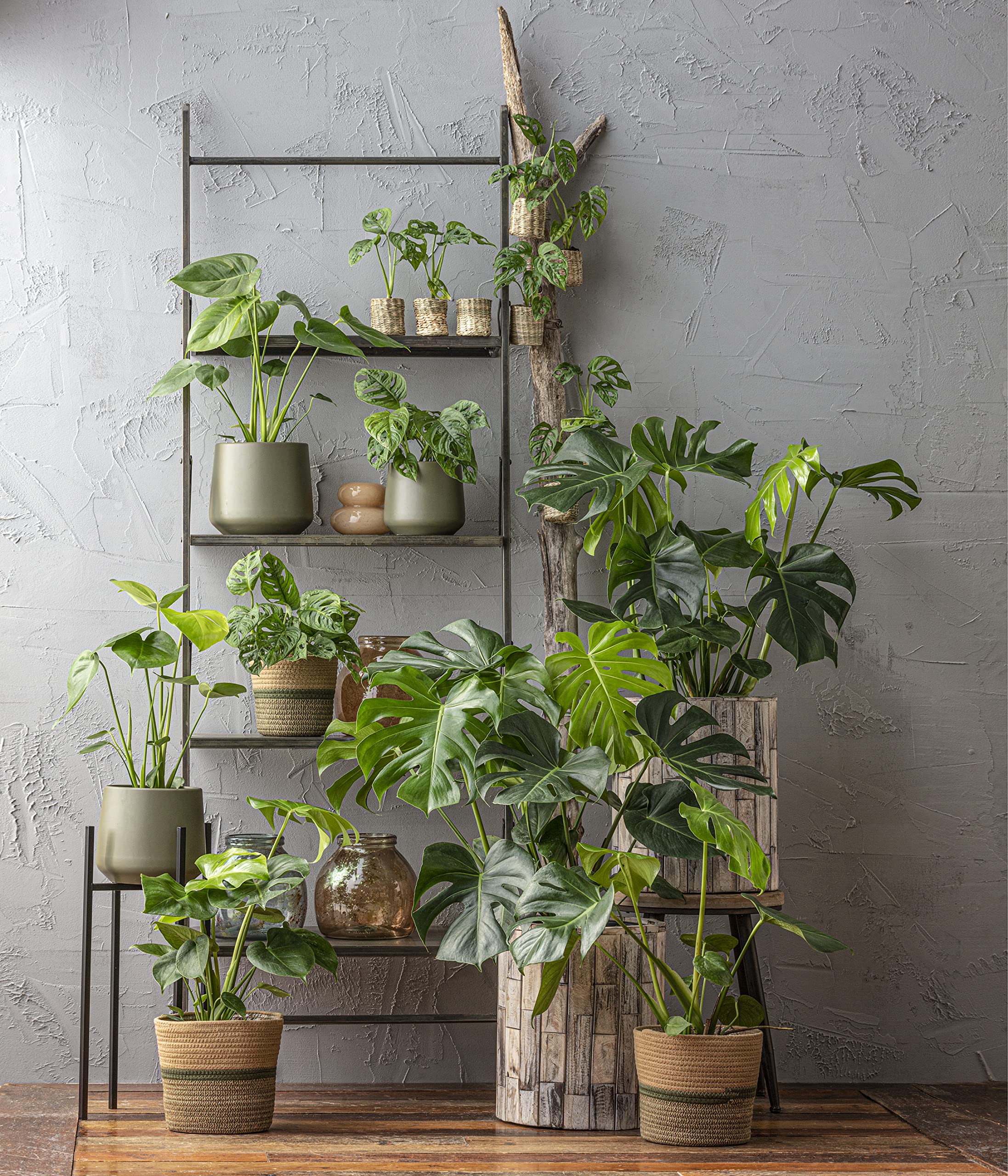 Dehner Premium Lovely Fensterblatt-Monstera Zimmerpflanze 19 cm mit Moosstab