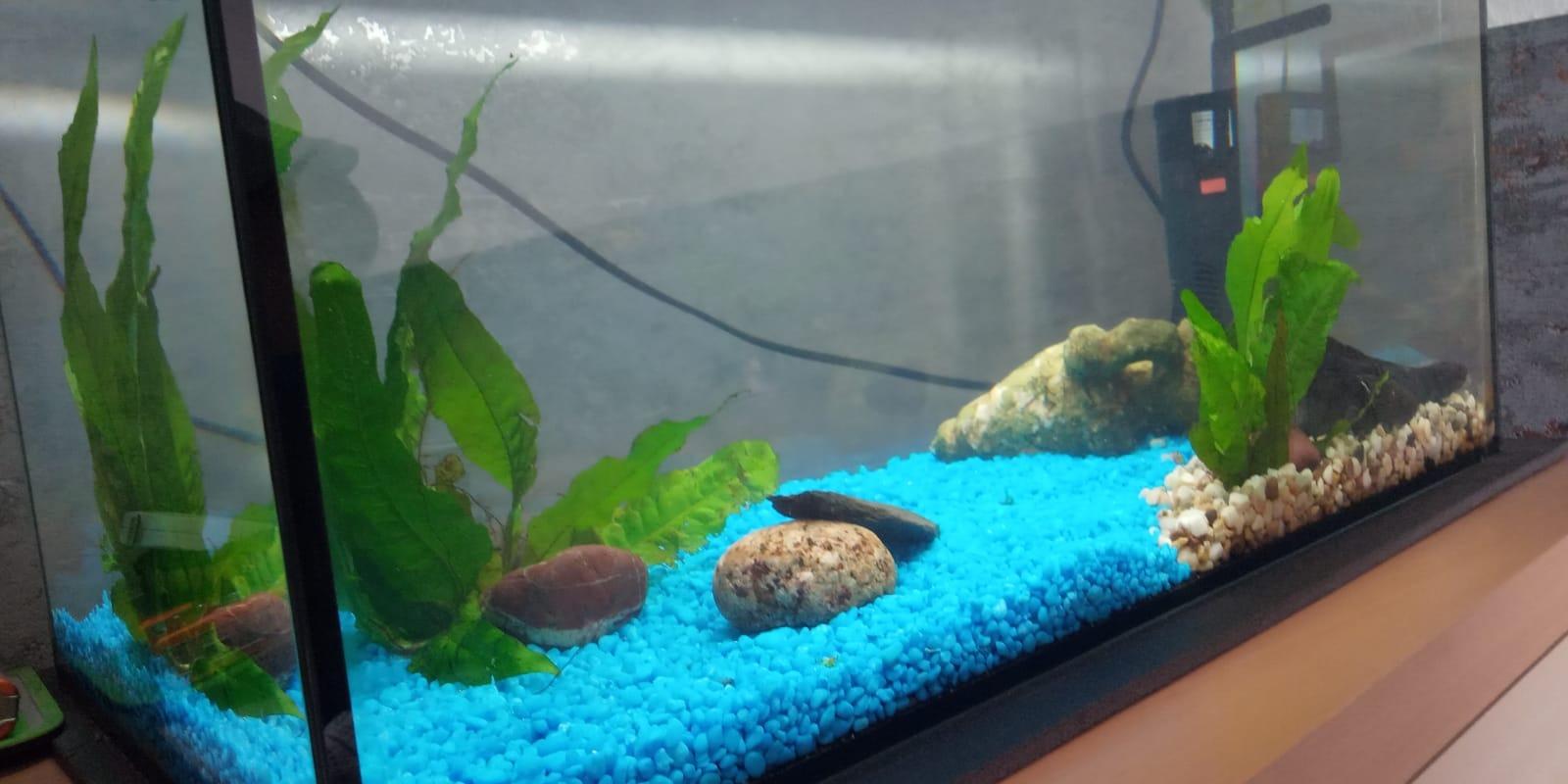 Dehner Aqua Aquarienkies 4-6 mm pastellgrün 5 kg