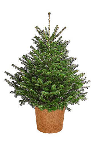Dehner Winterschutz Topf Kokos Übertopf Ø 35 cm braun frostfest