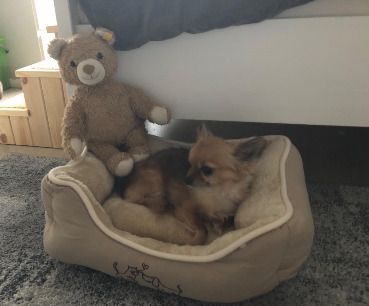 Dehner Lieblinge Sammy Hundebett beige 61x48x18 waschbar