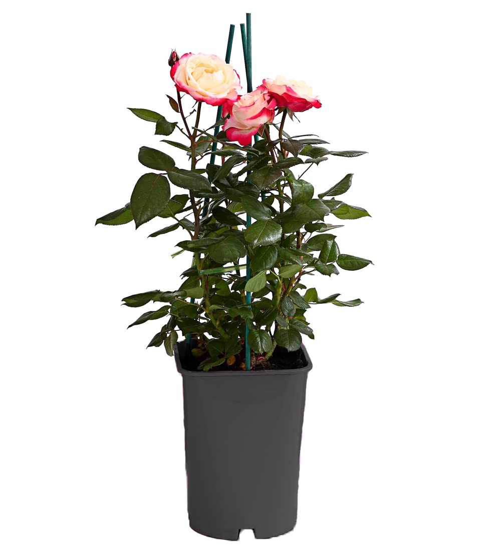 Dehner Nostalgie Edelrose Tantau creme-rot duftend 6 l Topf