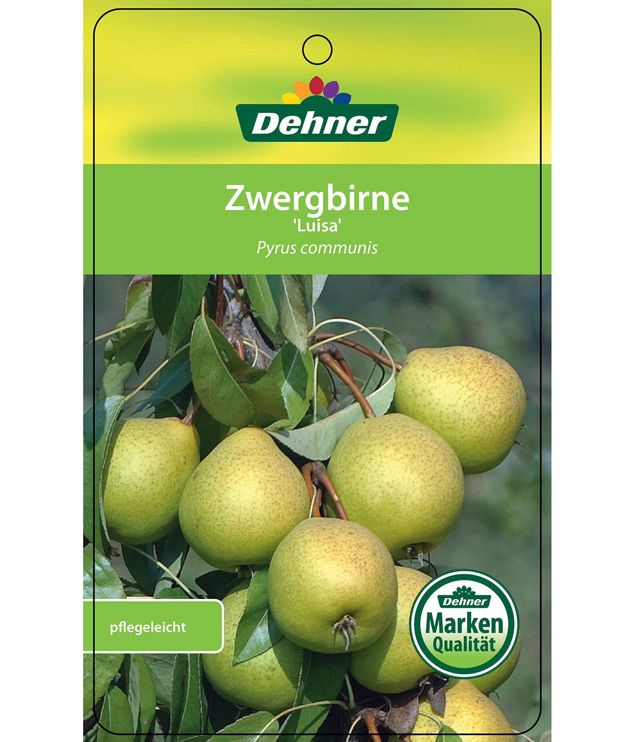 Dehner Luisa Zwergbirne saftig 80-90 cm 6 l