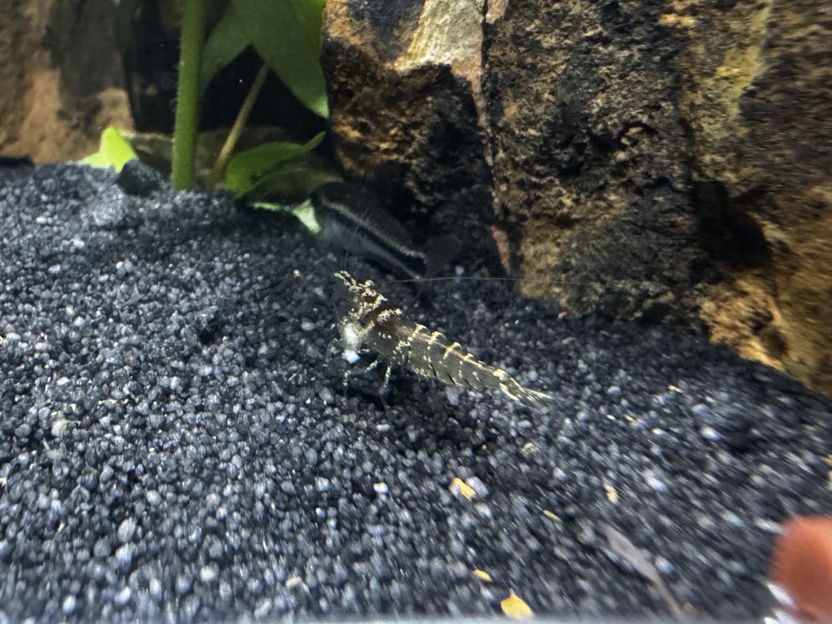 Dehner Aqua Aquarienkies 2-4 mm 5 kg rot abgerundet