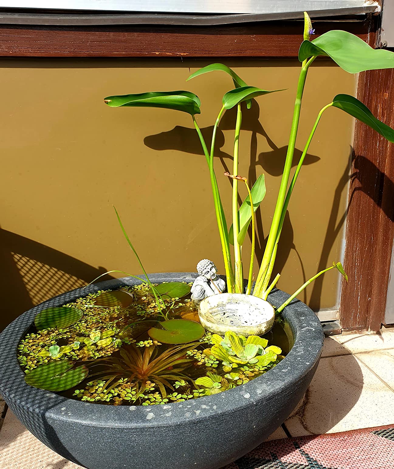 Dehner Kugelschale Pflanzschale Ø52cm anthrazit Miniteich