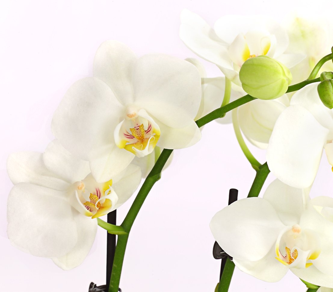 Dehner Premium Lovely Schmetterlingsorchidee Orchidee weiß 25-30 cm