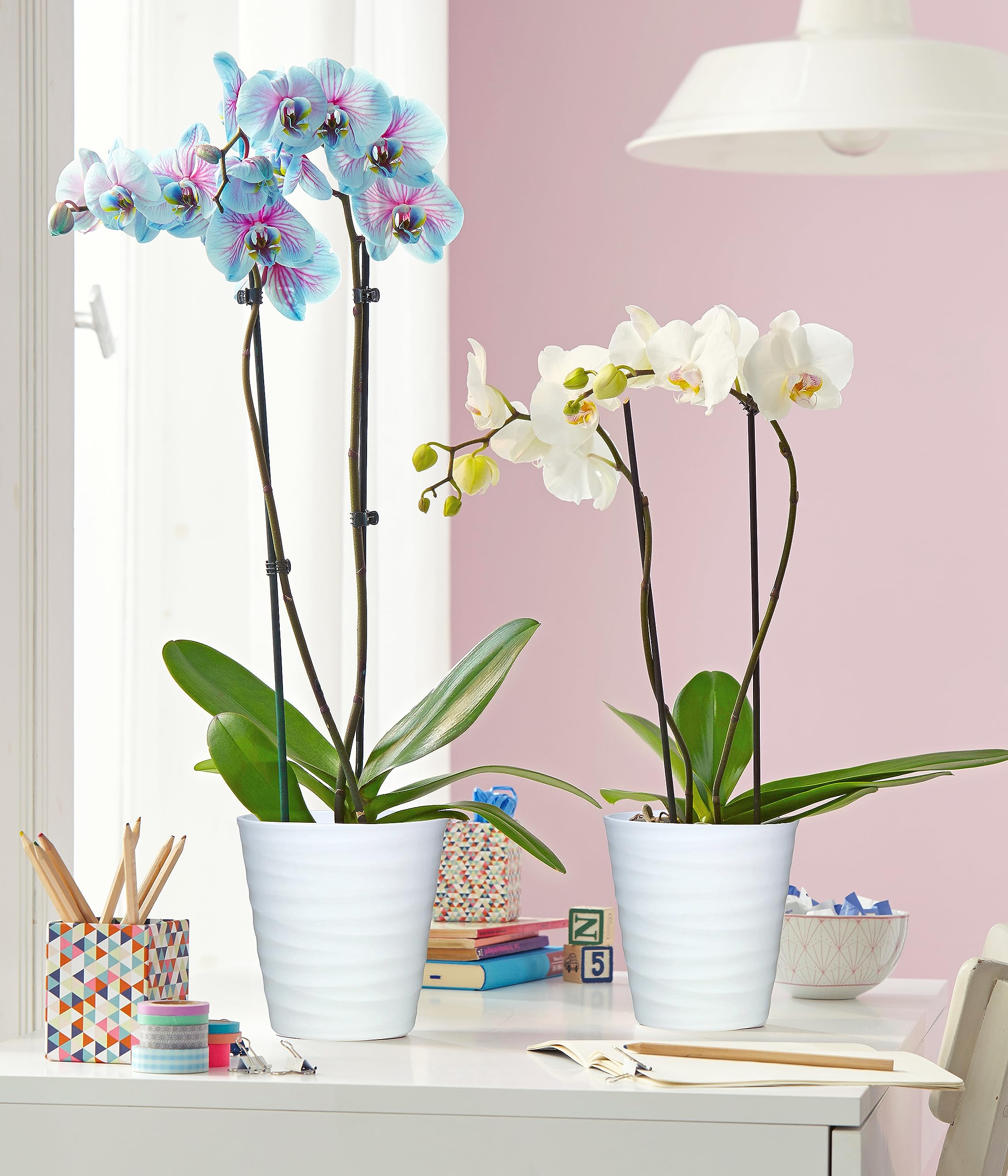 Dehner Blue Wonder Schmetterlingsorchidee 50-60 cm blau