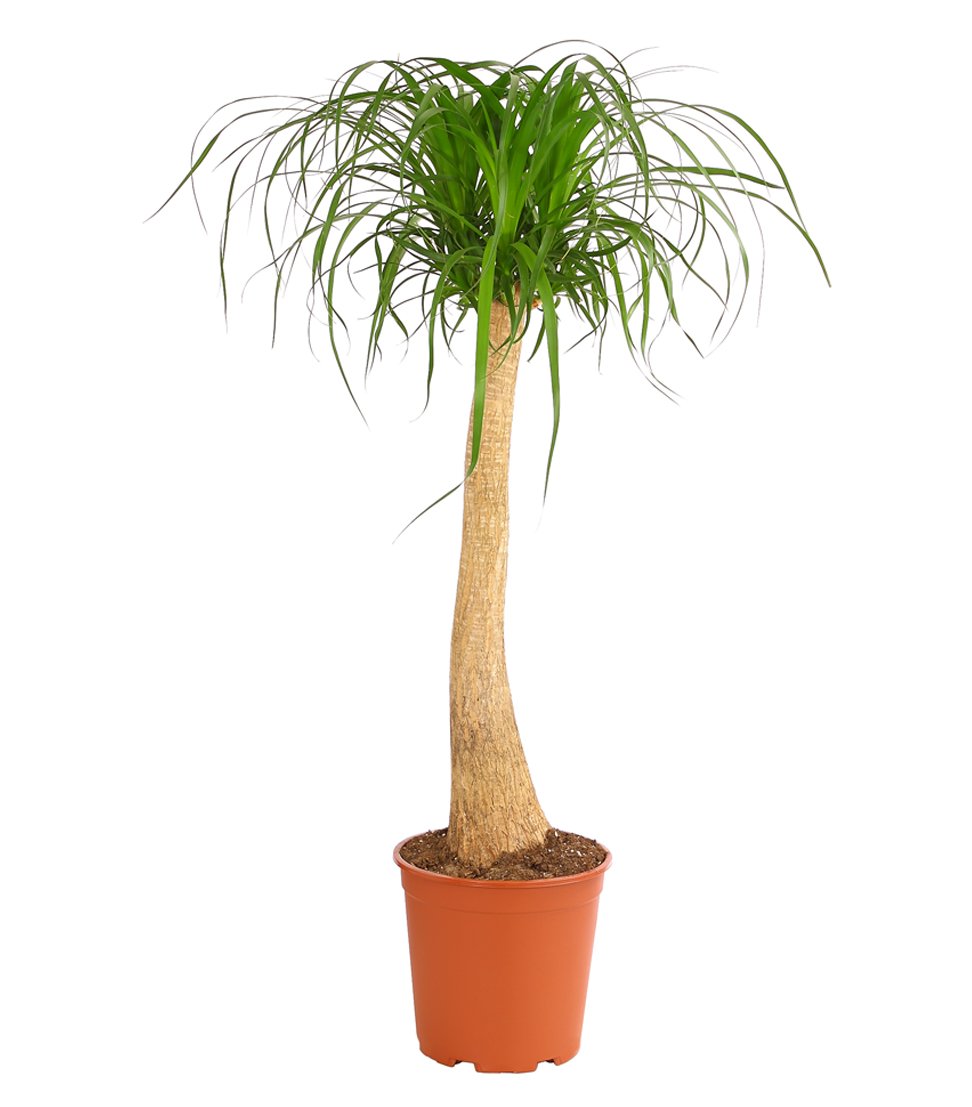 Dehner Elefantenfuß 30-35cm Topf 12cm einetriebig