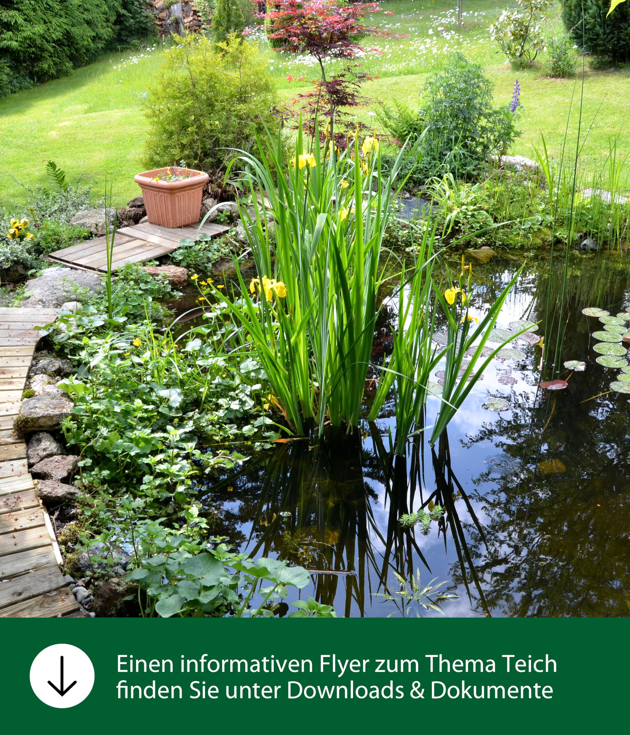 Dehner Aqua Teichfischsnack Seidenraupen Fischfutter 300g proteinreich