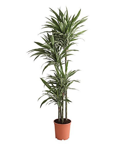 Dehner Premium Lovely White Stripe Drachenbaum Zimmerpflanze 27 cm