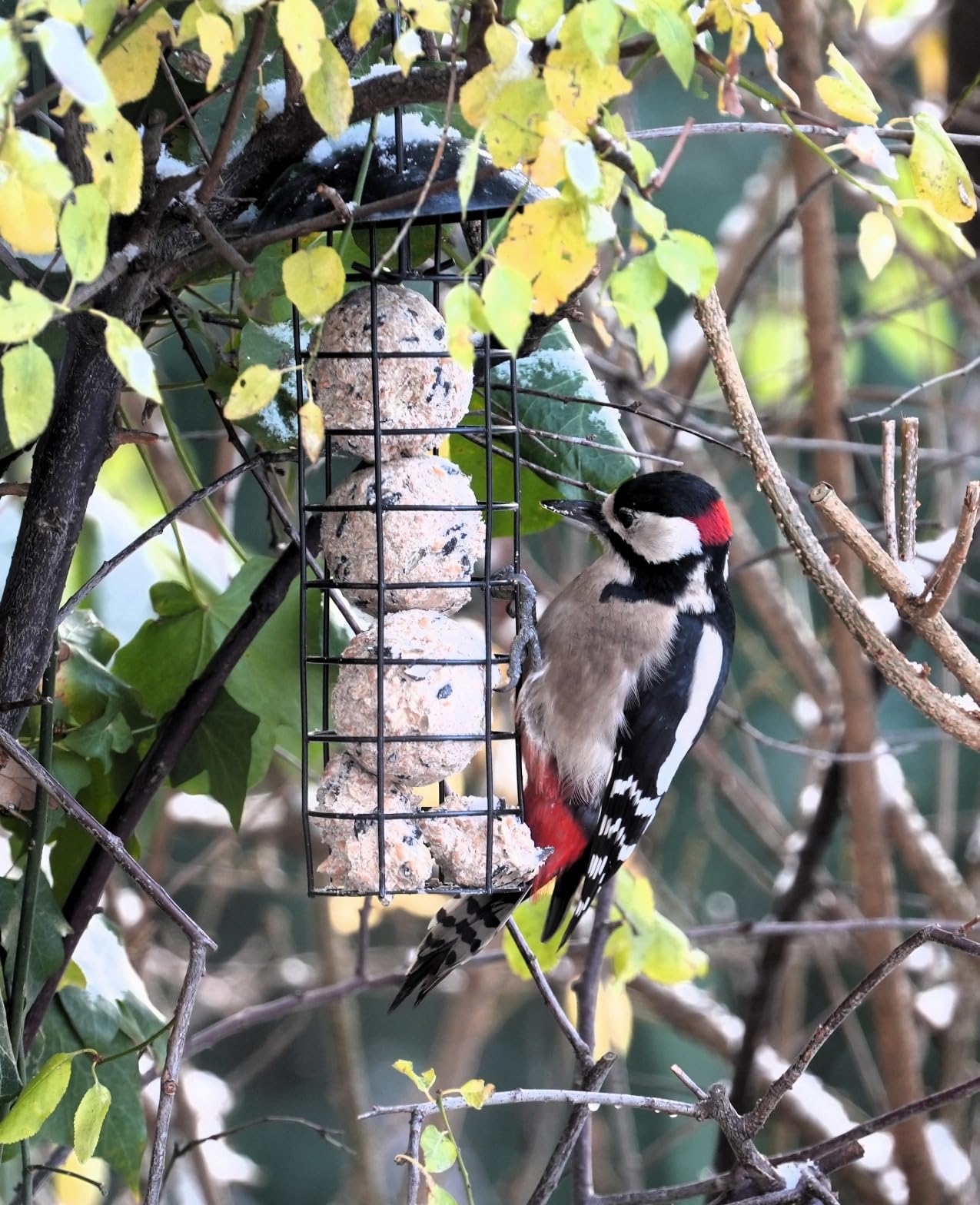 Dehner Natura Premium Wildvogel Futtersäule 4 Knödel fettreich