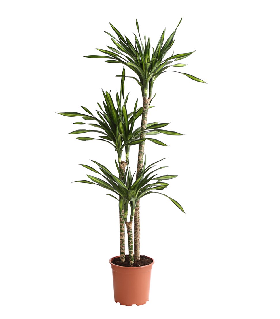 Dehner Lovely Rikki Drachenbaum Zimmerpflanze 110-120 cm 21 cm