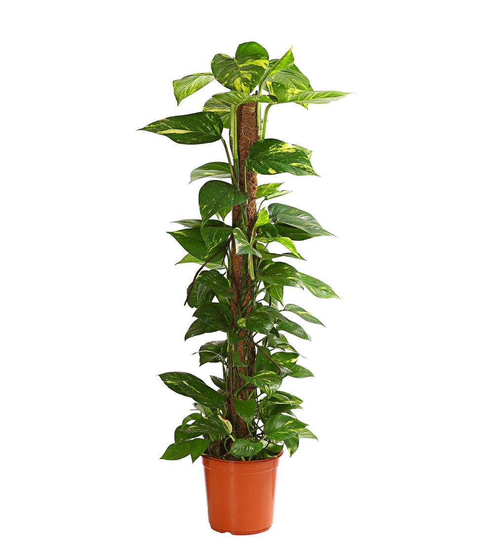 Dehner Efeutute Zimmerpflanze 50-60 cm Topf 17 cm