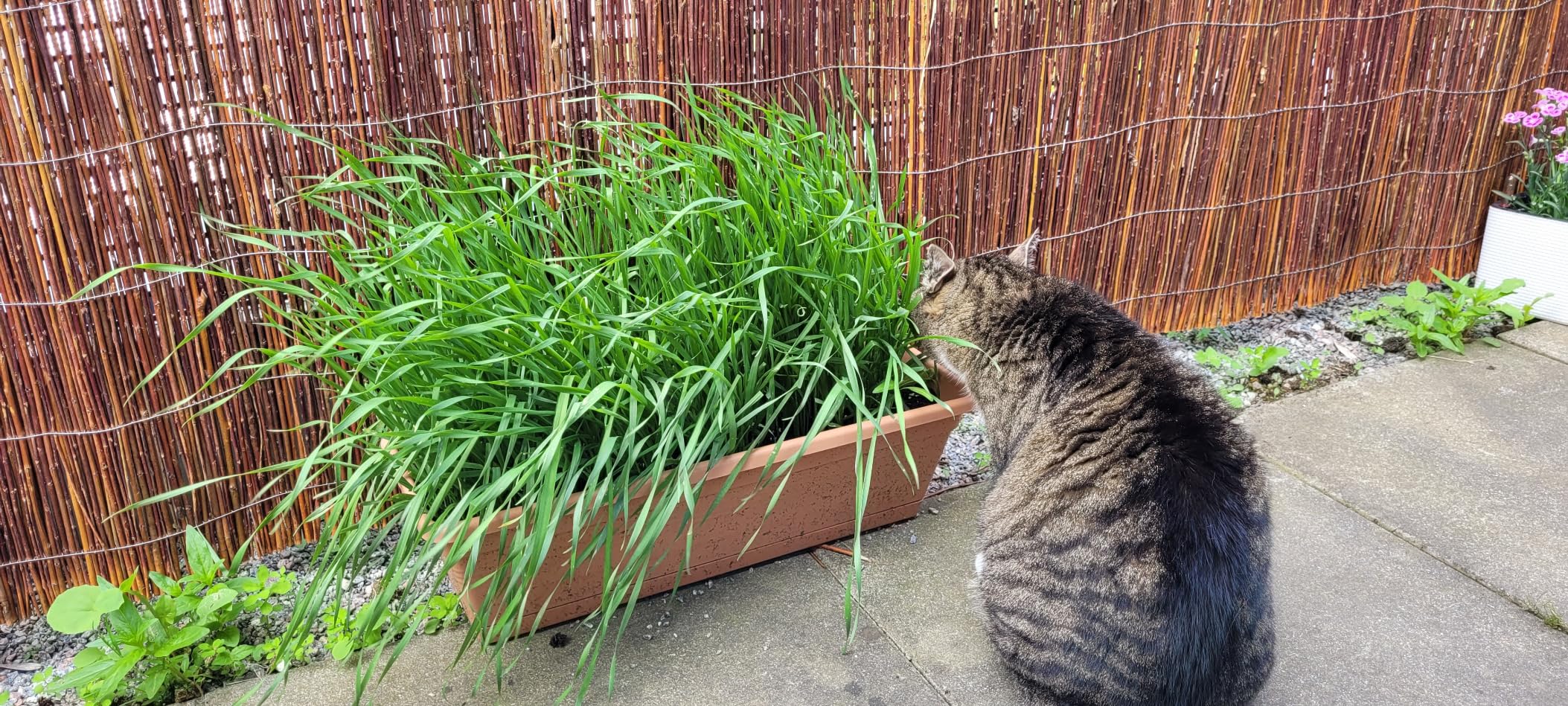 Dehner Lieblinge Katzengras Saatgut 6x100g 600g