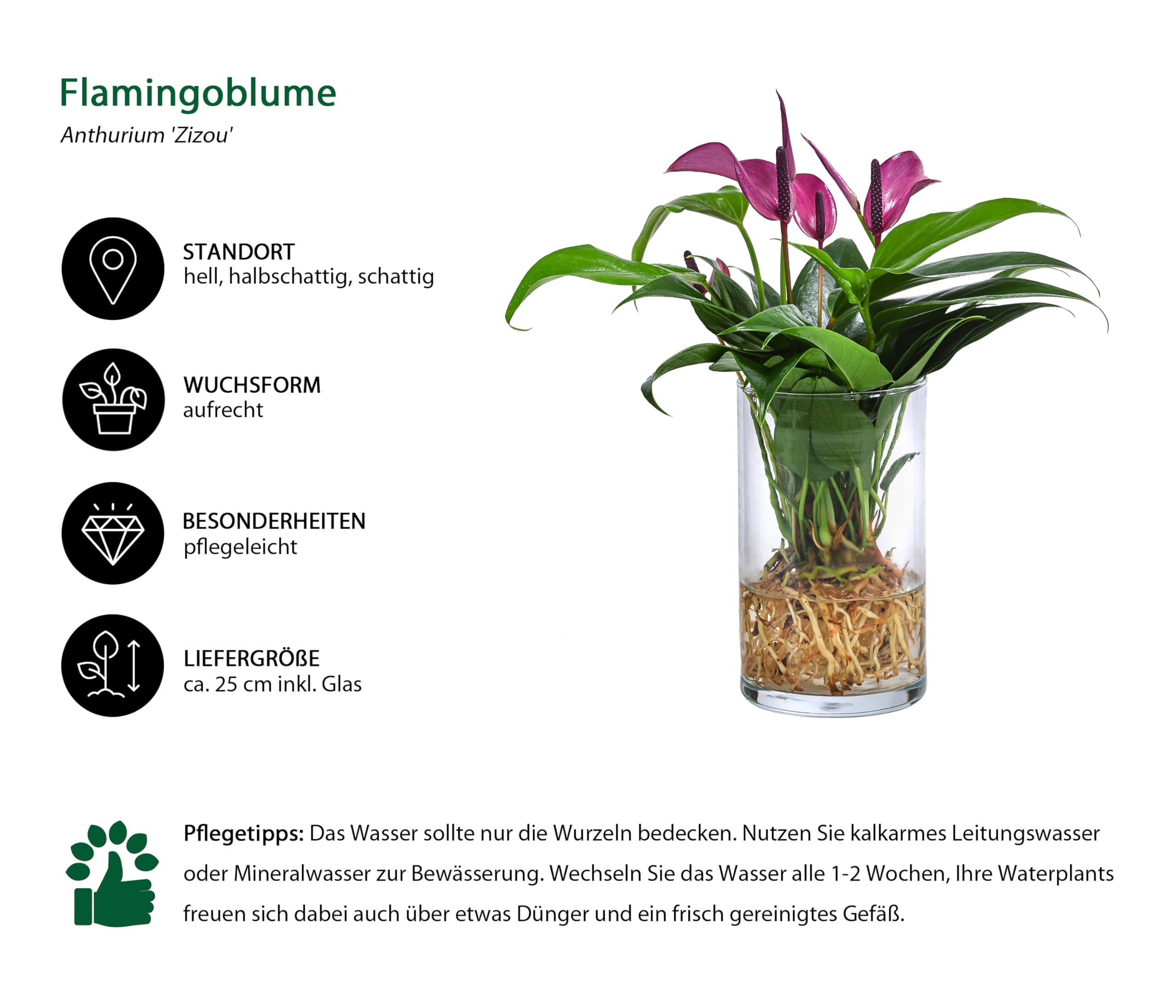 Dehner Waterplant Flamingoblume Glas lila 25 cm Hydro