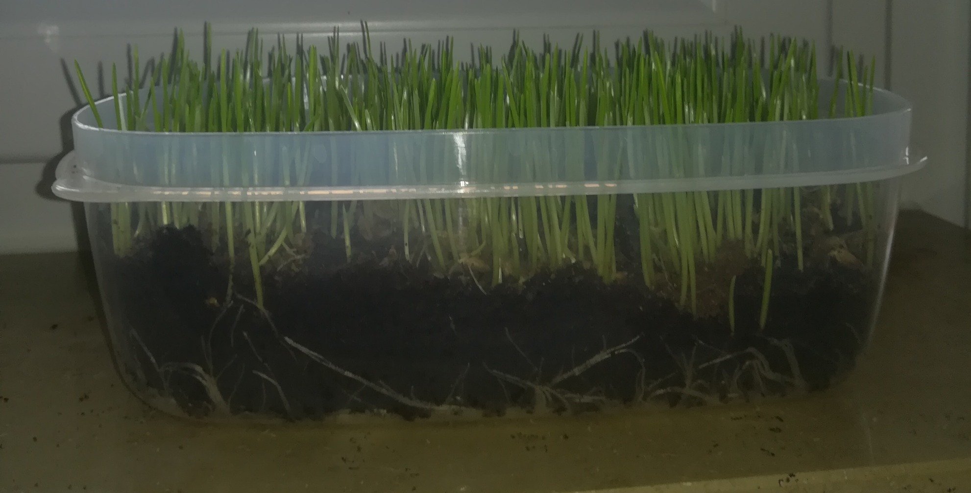 Dehner Lieblinge Katzengras Saatgut 6x100g 600g