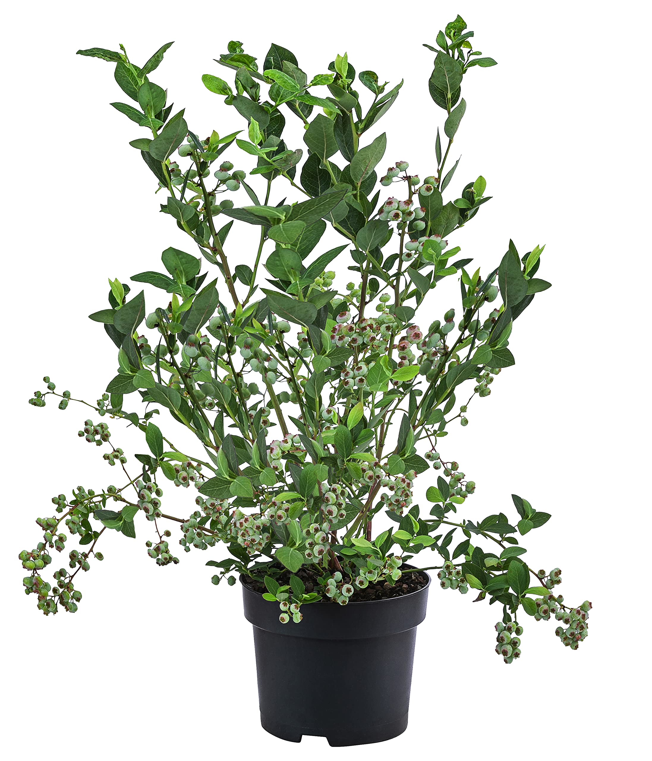 Dehner Goldtraube Heidelbeere 50-60 cm 3 l Topf süss