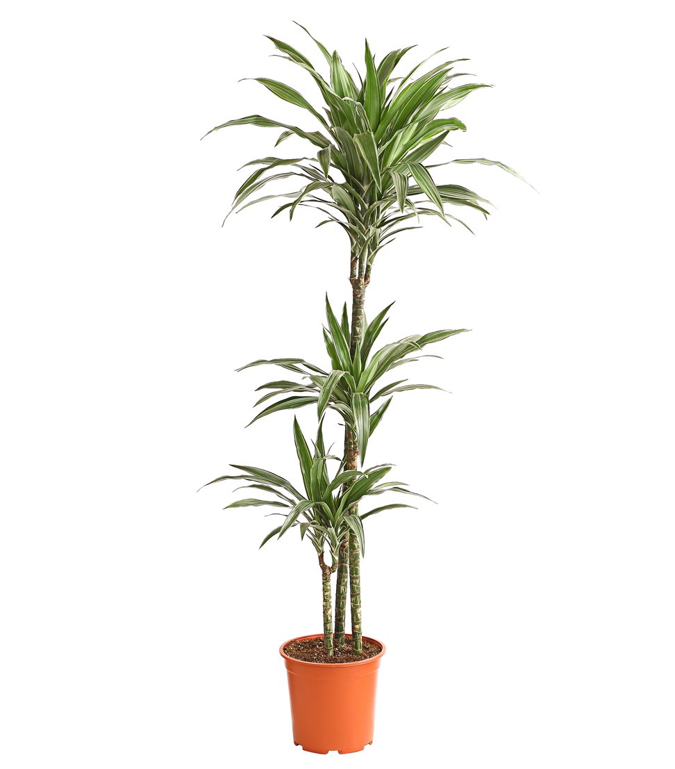 Dehner Premium Lovely White Stripe Drachenbaum Zimmerpflanze 27 cm