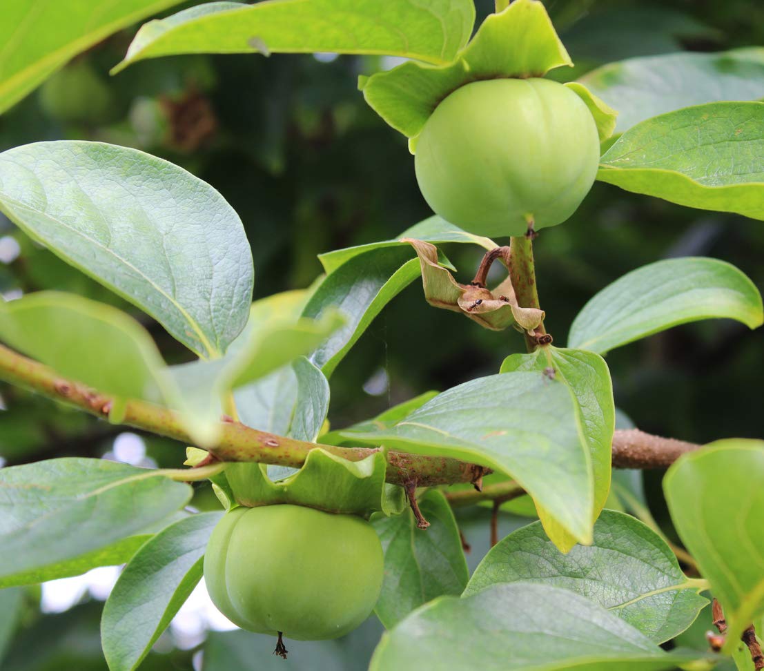 Dehner Ragno Kaki-Pflaume Obstbaum 9,5l süß-mild