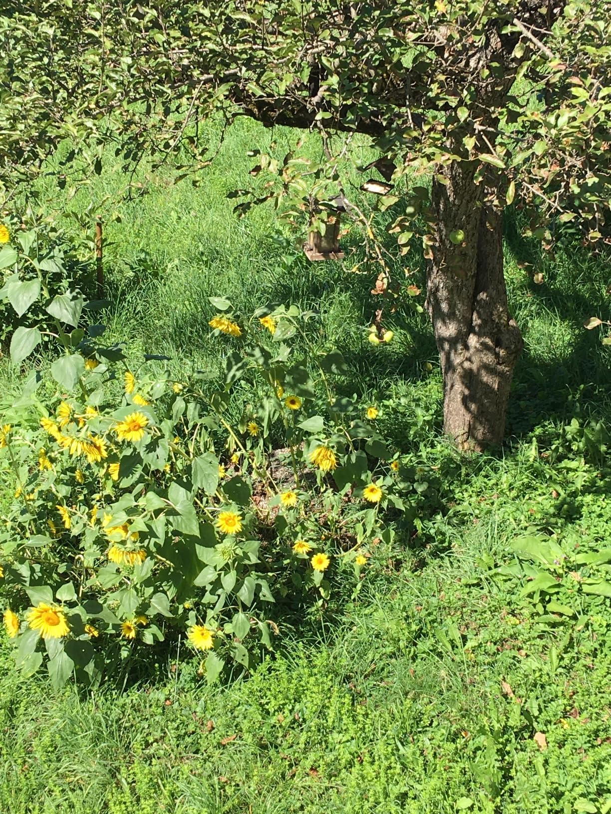 Dehner Natura Premium Wildvogelfutter Sonnenblumen 10kg proteinreich